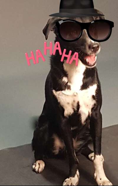 Die Dogorama Kalender Challenge Titelbild-Beitrag-Bild