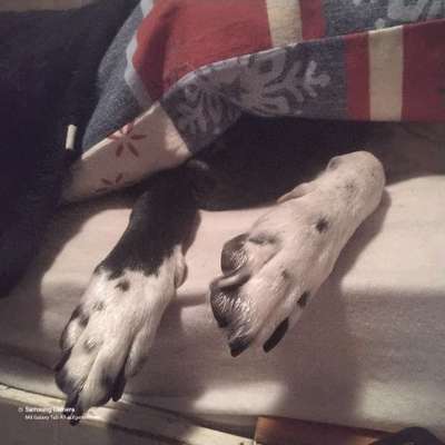 Pfötchen-Beitrag-Bild