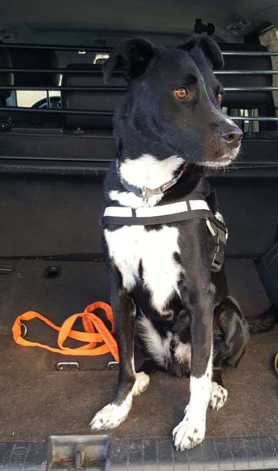 Mischlingshunde Foto Aufruf-Beitrag-Bild