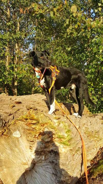 Labradorfans-Beitrag-Bild