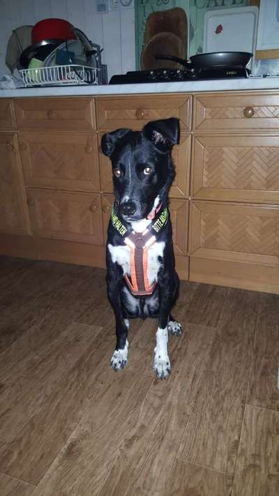 Meinungen zu ANIFIT?-Beitrag-Bild