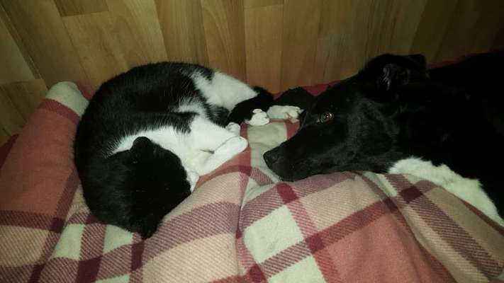 Fotochallenge Nr. 51 "Euer Hund mit anderen Tieren"-Beitrag-Bild