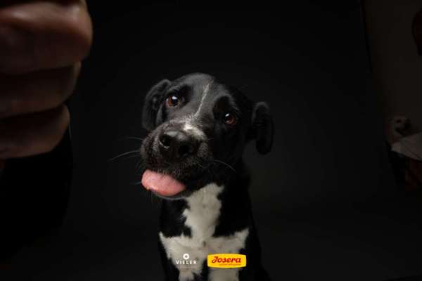 Dogorama Photo Challenge - Portrait-Beitrag-Bild