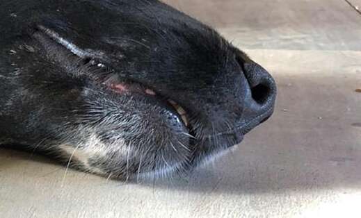 Zeigt her eure Hundenasen-Beitrag-Bild