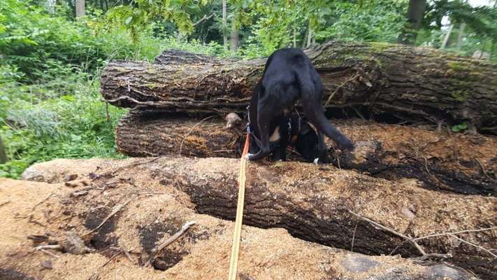 27. Handy Fotochallenge-Beitrag-Bild