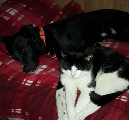 Fotosammlung: ,,Der natürliche Hund" Unbearbeitet, ungestellt und in Natura-Beitrag-Bild