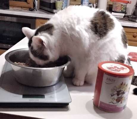 31. Handy - Fotochallenge
Vierbeiner mit am Tisch-Beitrag-Bild