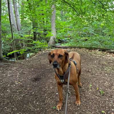 Hundetreffen-Social Walk-Bild