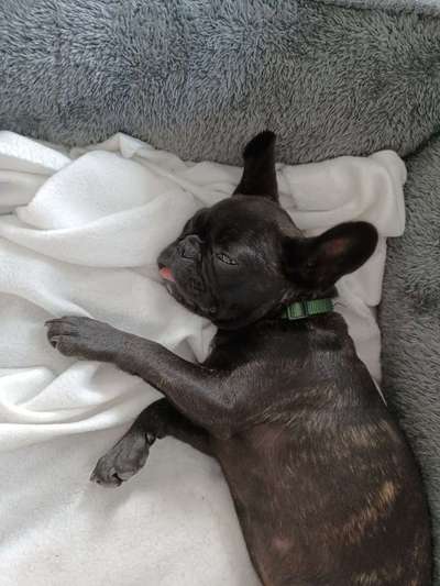 Die Dogorama Kalender Challenge Titelbild-Beitrag-Bild