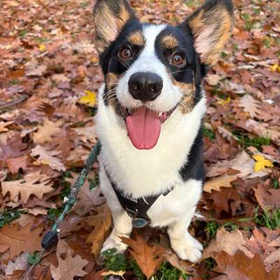 Hundetreffen-Spielfreund-Bild