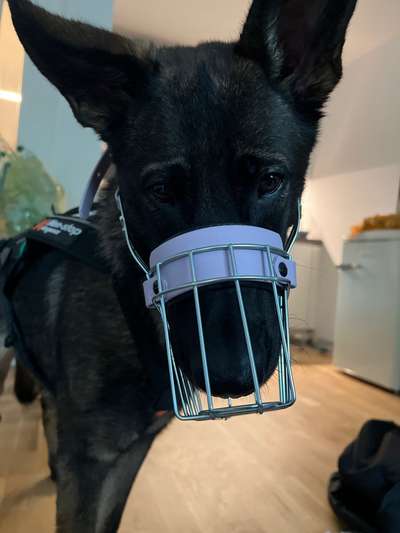 Wie sitzt mein Maulkorb / Maulkorb-Beratung-Beitrag-Bild