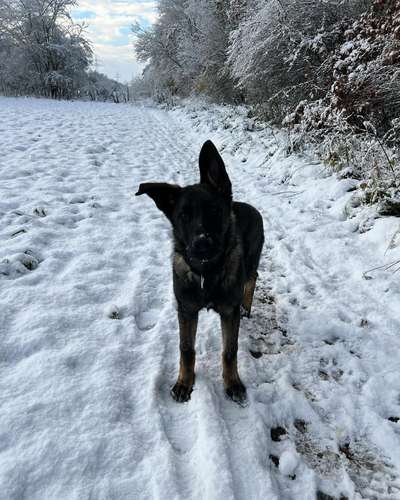 Wie sitzt mein Maulkorb / Maulkorb-Beratung-Beitrag-Bild