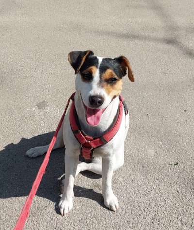 Jack Russell Terrier-Beitrag-Bild