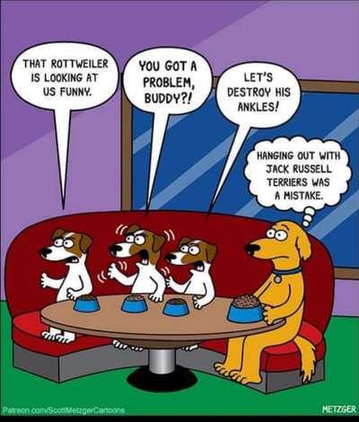 Hunde Memes-Beitrag-Bild