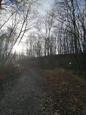 Hundeauslaufgebiet-Reihersee in Gebhardshagen-Bild