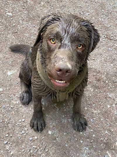 dirty Dog-Beitrag-Bild