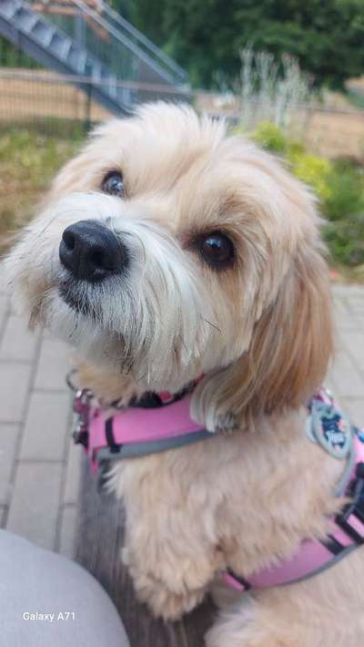 bolonka zwetna 😁-Beitrag-Bild