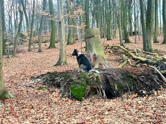 Foto -Challenge  Thema : Dein Hund Im Wald-Beitrag-Bild