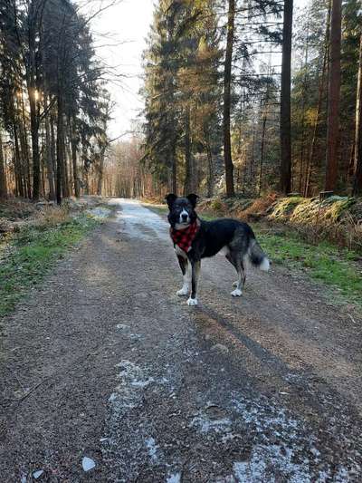 Herdenschutzhunde-Beitrag-Bild