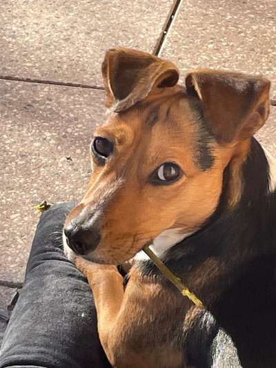 Auslandstierschutz-Beitrag-Bild