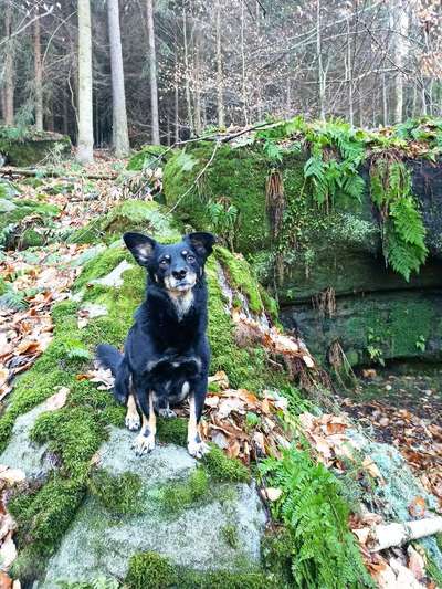 Mischlingshunde Foto Aufruf-Beitrag-Bild