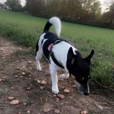 Hundetreffen-Hilfe beim Gassi-gehen-Bild