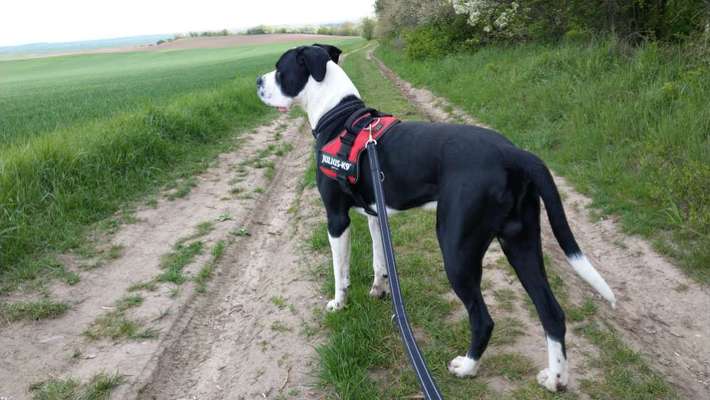 Die Dogorama Kalender Challenge Teil 3/4-Beitrag-Bild