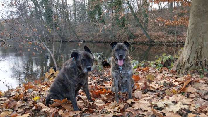 Die Dogorama Kalender Challenge Teil 1/4-Beitrag-Bild