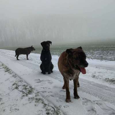 Die Dogorama Kalender Challenge Teil 2/4-Beitrag-Bild