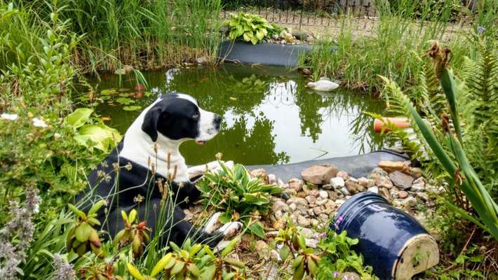 Die Dogorama Kalender Challenge 4/4-Beitrag-Bild