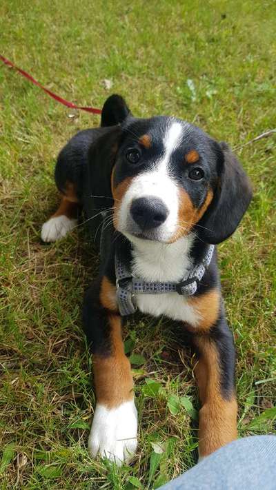 Welpen Bilder !-Beitrag-Bild