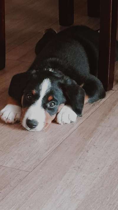 Appenzeller Sennenhunde-Beitrag-Bild