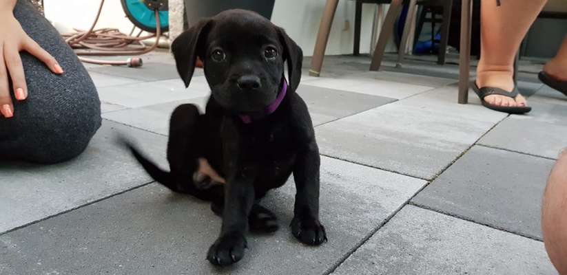 Welpen Bilder !-Beitrag-Bild