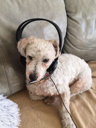 Kleine Hunde ganz Groß-Beitrag-Bild