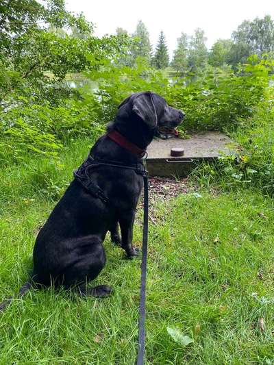 Hundetreffen-Spazierengehen...-Bild