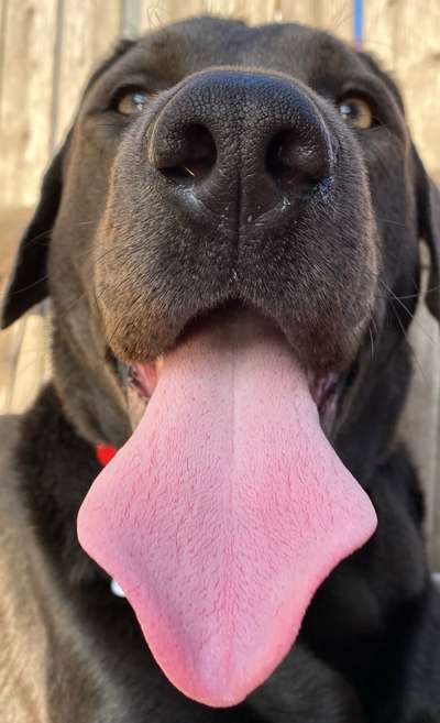 Zeigt eure verrücktesten Hundebilder-Beitrag-Bild