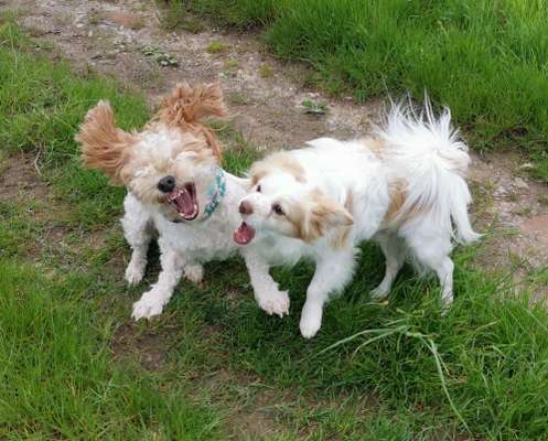 Die Dogorama-Wochen-Challenge "Die schönste Grimasse"-Beitrag-Bild