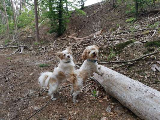 Hundetreffen-Hunderunden-Bild