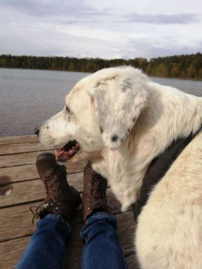 Die Dogorama Wochen Challenge-Beitrag-Bild