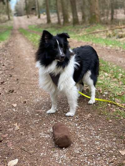 Shelties-Beitrag-Bild