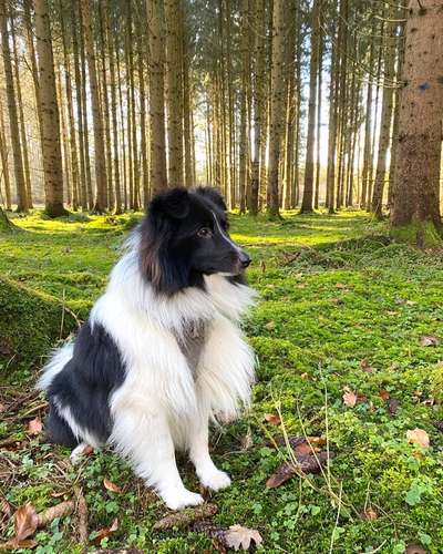 Shelties-Beitrag-Bild