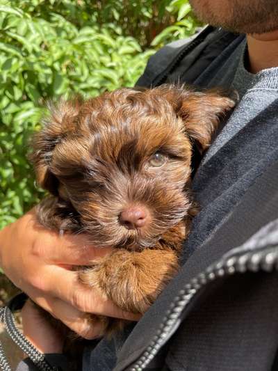 bolonka zwetna 😁-Beitrag-Bild