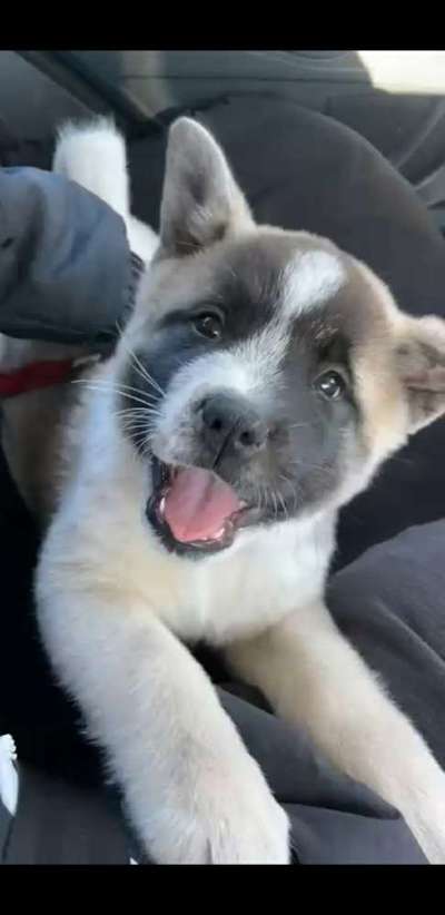 Dogorama Photo Challenge - Hundeblick zum hinschmelzen-Beitrag-Bild