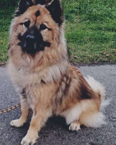 Dogorama Photo Challenge - Gassipause-Beitrag-Bild