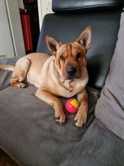 Die Dogorama Kalender Challenge Teil 3/4-Beitrag-Bild