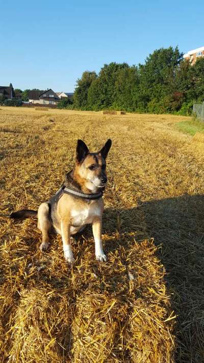 Die Dogorama Kalender Challenge Teil 3/4-Beitrag-Bild