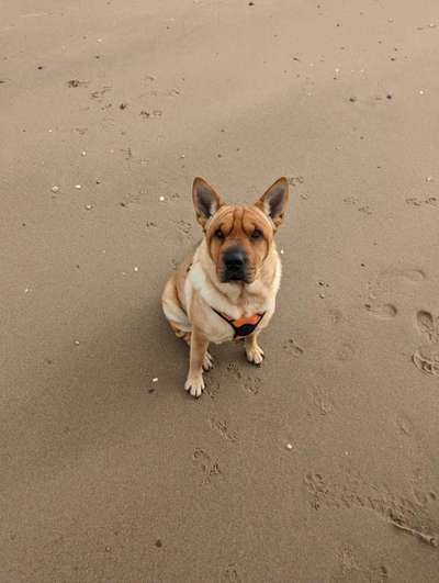 Shar Pei Mischlinge-Beitrag-Bild