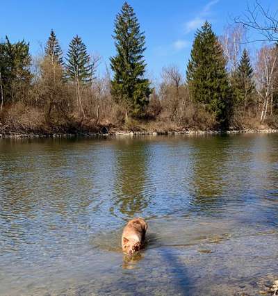 Dogorama-Monats-Challenge-Mai "Wasser"-Beitrag-Bild