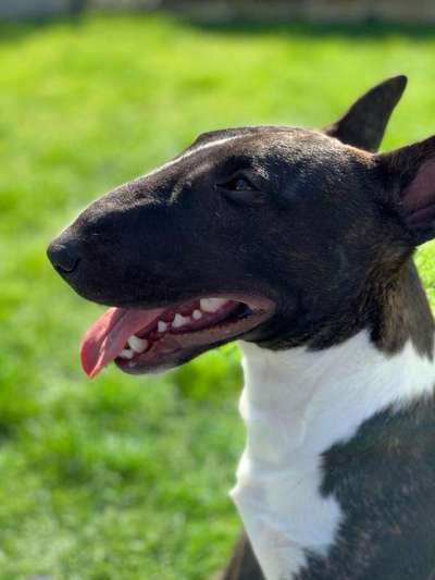 Miniatur Bull Terrier-Beitrag-Bild