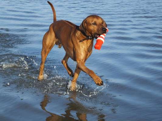 Dogorama Photo Challenge - Wasserspiele-Beitrag-Bild